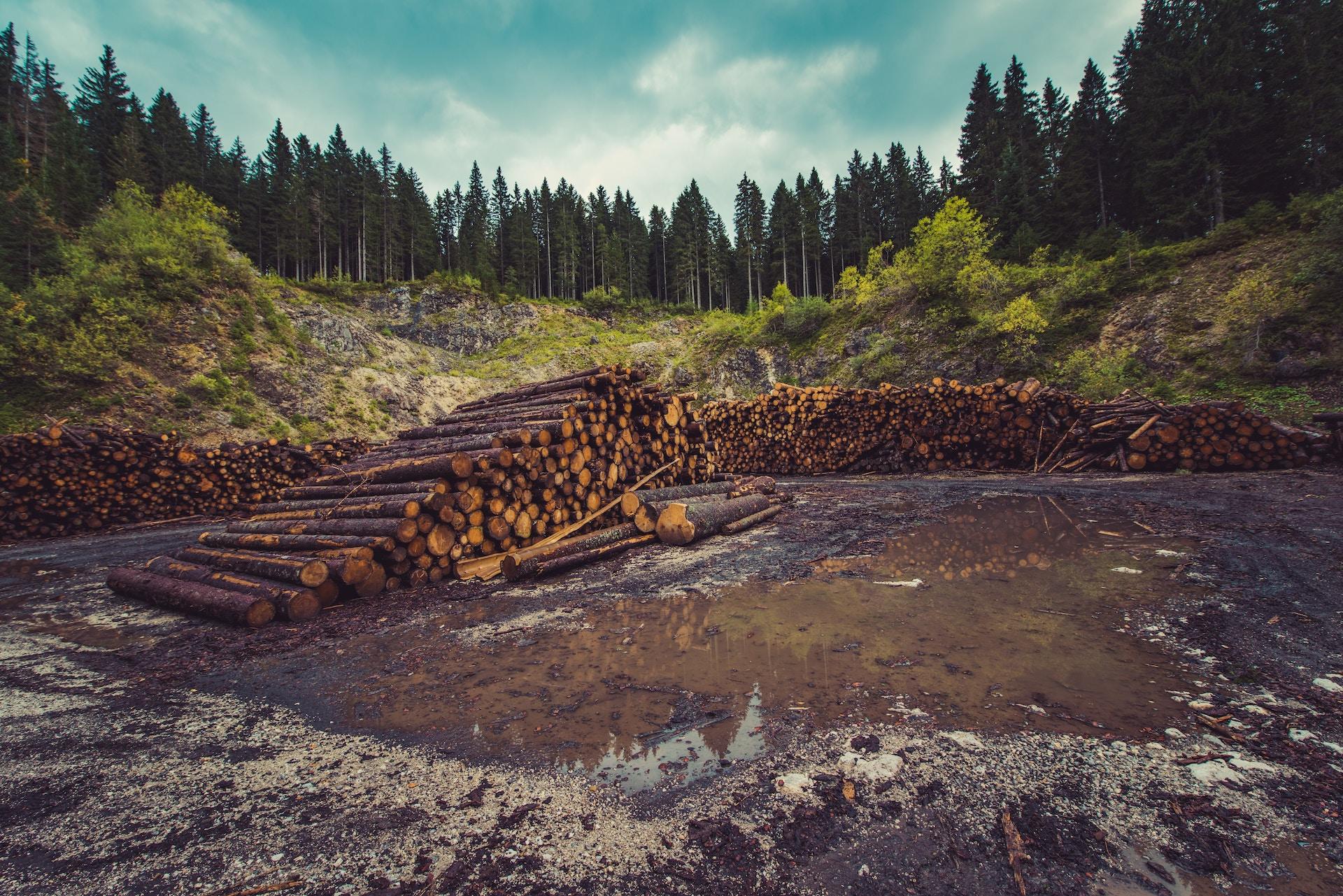 Timber Harvesting